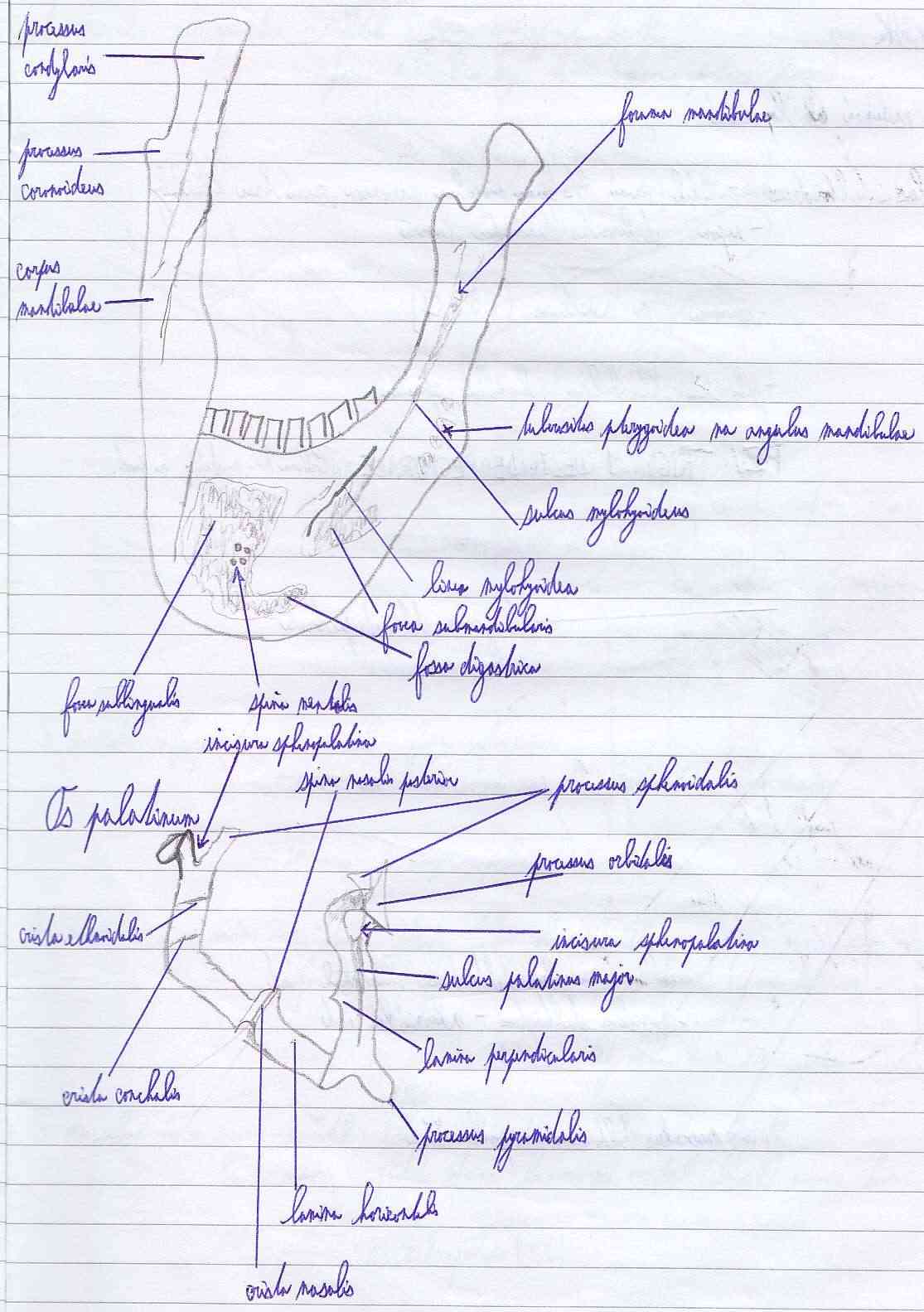 Mandibula anatomie