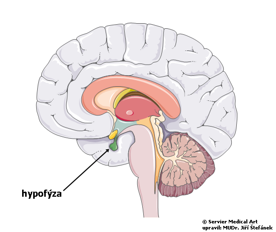 Hypofyza - schema