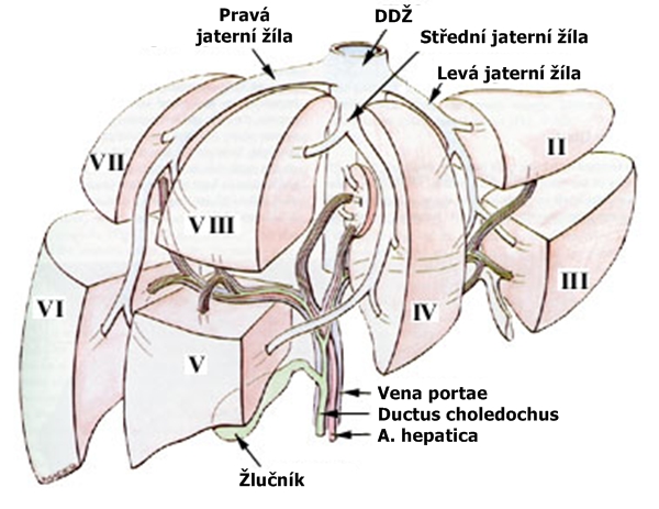 Jaterni segmenty