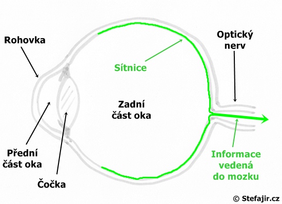Anatomie oka