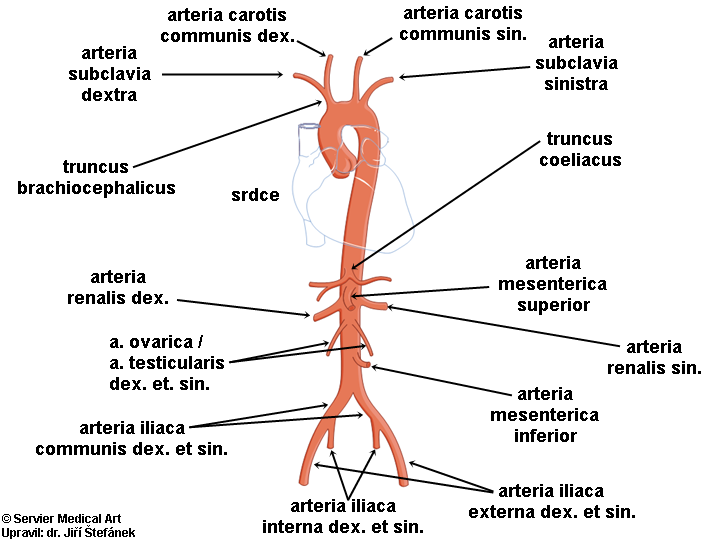 Na co se větví aorta?