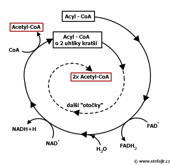 Co vznika při beta oxidaci?