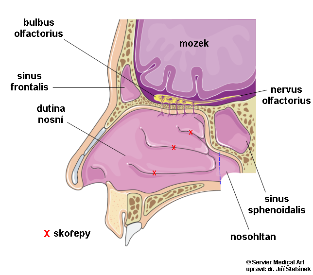 Co na nosní dutiny?