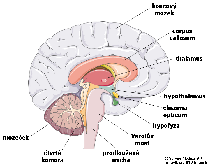 Co řídí hypothalamus?